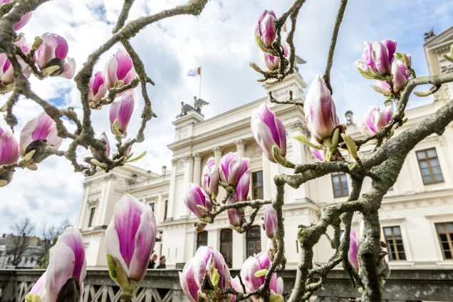 The university building with magnolia in front. Photo. 