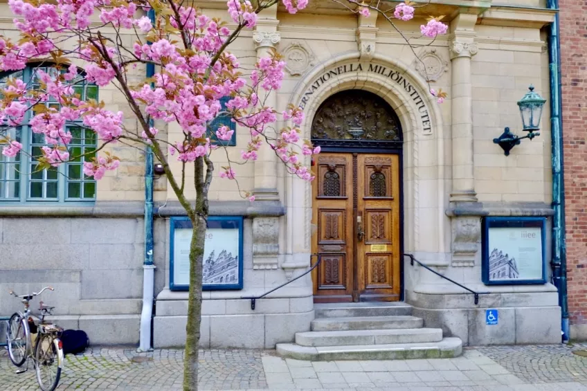 Entrance to the IIIEE building and a tree with pink flowers and some bikes in front of it. Photo. 