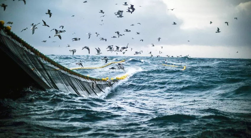 A picture depicting seagulls following a trawling net out at sea.