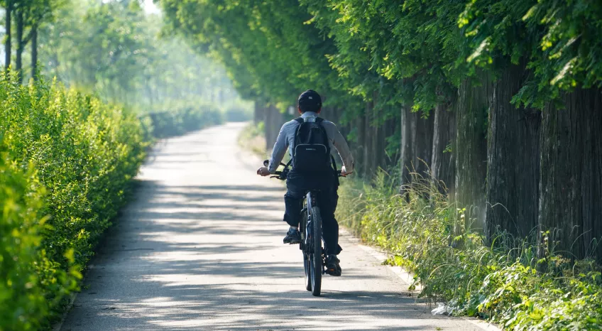 A man is cycling away from the camera along a cycling path. It is summer: everything is verdant and lush.