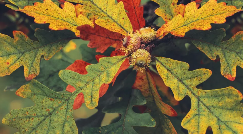 A close up of autumn leaves, in greens, golds and coppers.