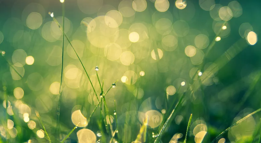 A close up - with strong bokeh effect - of dew in grass at dawn