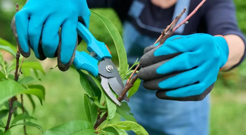 Close-up of a man pruning a bush with pruning shears